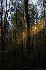 Fototapeta premium autumn forest in the morning