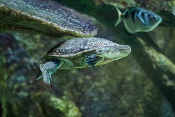 Obraz premium A Siebenrock’s snake‑necked turtle swimming beneath the water surface. 