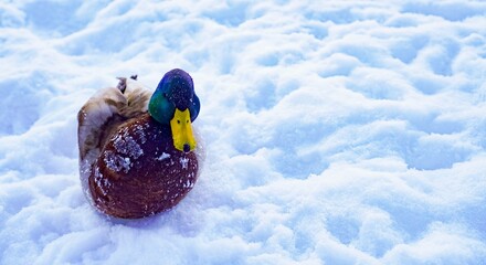 Close-up of wild mallard ducks standing on snow in winter. Male and female ducks with colorful plumage resting during cold weather. Winter wildlife scene, natural habitat, snowy background, outdoor 