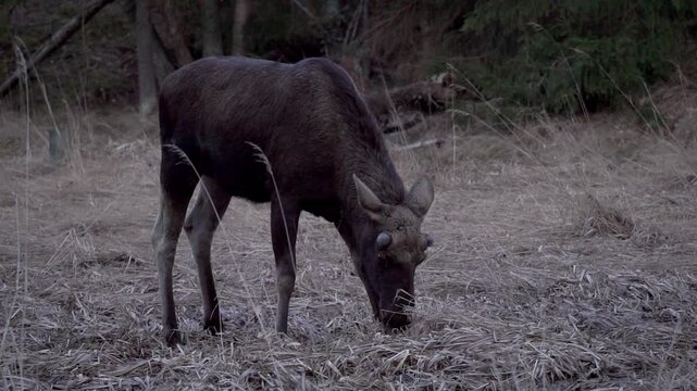 A young moose (Hirvi), Porkkalannieni Espoo