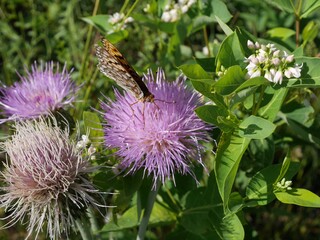 Fritillary Butterfly Feeding on Purple Thistle Flower in Early Summer, Colorado
