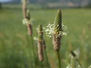 White Plantain Flower Spikes Blooming in Early Summer Meadow, Colorado
