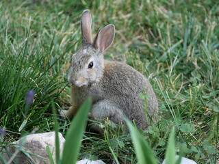 Wild Rabbit Sitting in Green Grass in Early Summer, Colorado