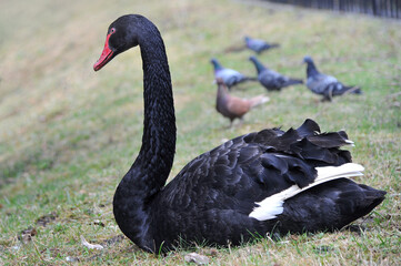 Black swan (Cygnus Atratu) sitting on the early spring grass in city park. Closeup photo, Wild  water birds,  black swan ,fauna protection