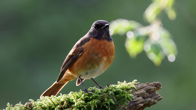 A common redstart with vibrant orange breast and glossy black back perches on a gnarled mossy branch against lush green foliage, then flies, in a close-up video. Concept of serene wildlife