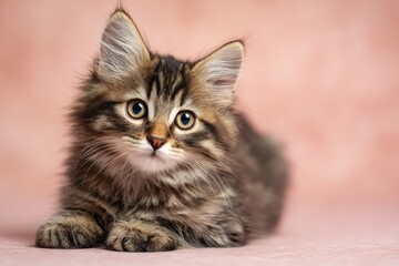 Obraz premium Charming tabby kitten gazing at the camera with a pink background