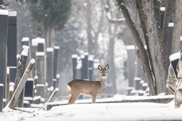 Reh am Wiener Zentralfriedhof im Winter