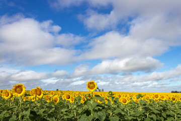 Campo repleto de Girasoles