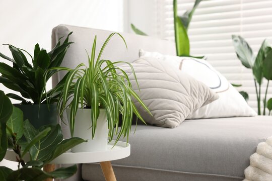 Different beautiful houseplants in pots and daybed indoors, closeup