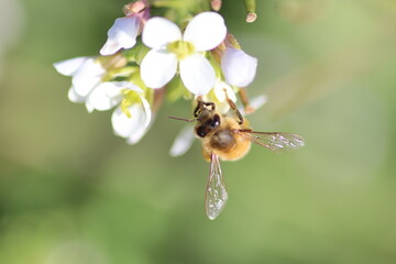 bee on a flower close up 