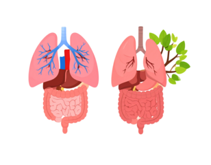 Healthy vs unhealthy organs comparison