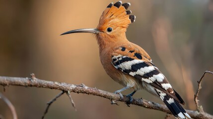 Naklejka premium Hoopoe perched on a thin branch with crest raised in warm woodland daylight