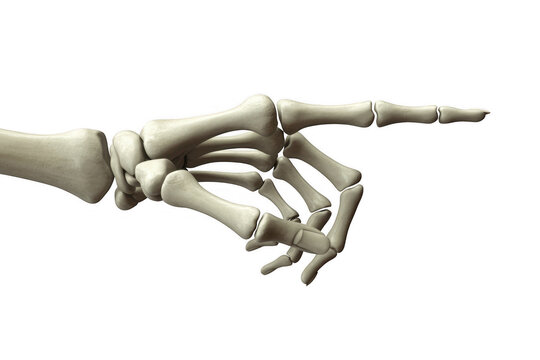 Human skeleton hand pointing hand bones skeletal system isolated on a transparent background