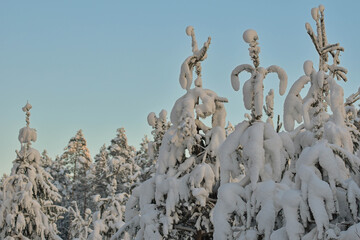 snow covered branches