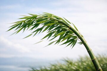 Elegant bamboo branch swaying gracefully against a serene sky backdrop symbolizing resilience and adaptability in nature’s design captured with clarity