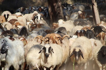 herd of sheep in a field