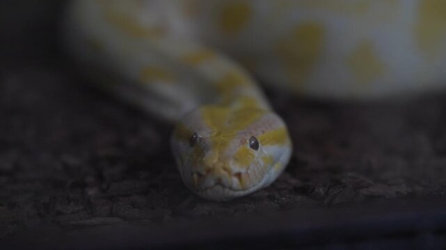 Albino burmese python looking at camera
