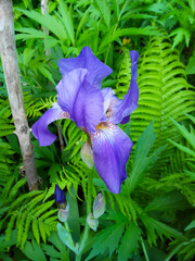 A purple flower with a green stem Iris germanica .
