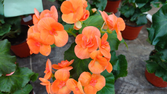 Bouquet of orange Begonia Elatior Britt Dark flowers in a pot. - Powered by Adobe