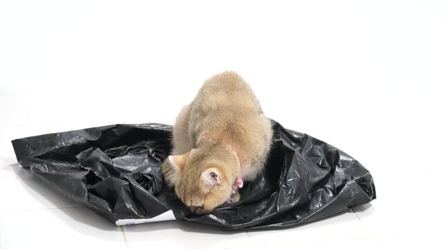 Curious black cat sitting on crumpled plastic bag, showcasing playful nature and engaging with its environment, highlights charm of domestic pets and their inquisitive behavior