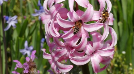 Close-up of pink Hyacinthus orientalis flowers with dense blossoms, showing two honey bees collecting nectar against a softly blurred green and floral background. © Lovec1