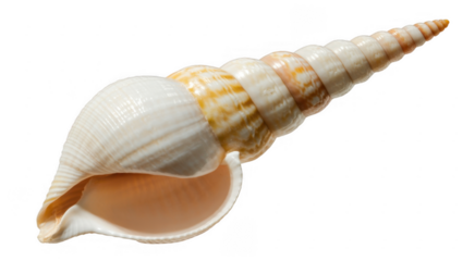 Large white and orange seashell isolated on a transparent background