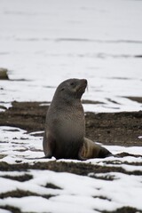Naklejka premium Antarctic fur seal pup on Deception Island, Antarctica
