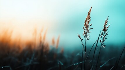 Obraz premium Misty grass fields illuminated at sunrise with dew drops, creating an ethereal atmosphere that captures the quiet beauty and freshness of a new day.