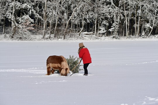 Kleines M&auml;dchen mit rotem Wollpulli versucht mit einem Pony einen Weihnachtsbaum durch die schneebedeckte Landschaft zu ziehen