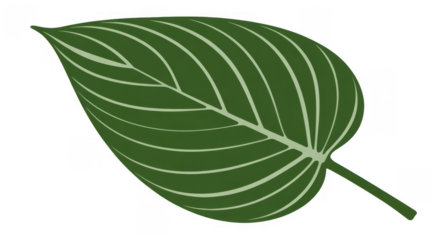 Green leaf with white veins leaf nature isolated on a transparent background