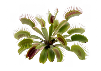 Venus flytrap plant with spiky leaves green isolated on a transparent background