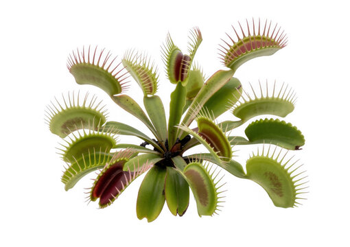 Venus flytrap plant with spiky leaves green isolated on a transparent background