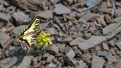 A close up of an Old World swallowtail butterfly feeding on a yellow wildflower in a rocky mountain habitat, with natural background and copy space for design. Photographed in Montenegro.