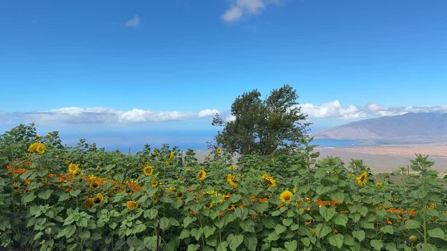 The common sunflower (Helianthus annuus) is a species of large annual forb of the daisy family Asteraceae. Kula Country Farms, Upcountry Maui, Hawaii.