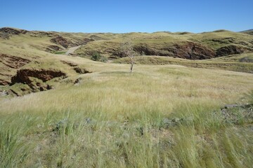 Obraz premium Straße durch den Namib-Naukluft Nationalpark nach der Regenzeit