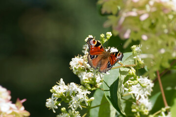 European peacock butterfly (Aglais io) sitting on a white flower in Zurich, Switzerland