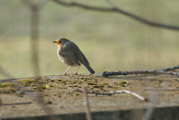 European robin (Erithacus rubecula) sitting on a stone in Zurich, Switzerland