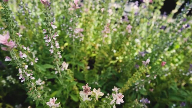 Salvia horminum with tall, branched stems and multicolored flowers, growing in a Siberian plant nursery. This vibrant sage from the mint family thrives in dry soils and full sun.