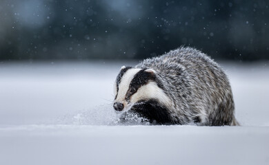 Badger close up ( Meles meles ) © Piotr Krzeslak
