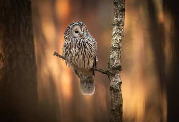 Ural owl ( Strix uralensis ) close up