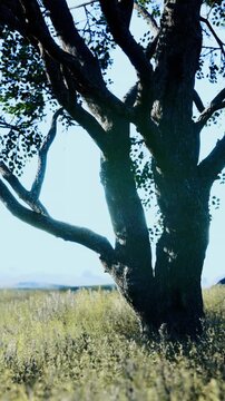 Tall tree silhouette at twilight, cool tones and long shadows stretching across field, textured branches forming graphic shapes against pale sky, moody