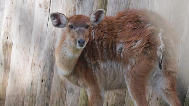 Adorable young sitatunga antelope standing in a paddock