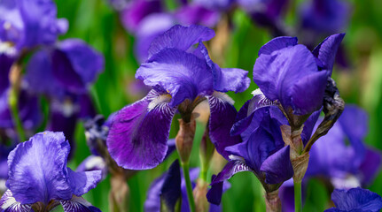 Purple iris flower blooming in spring garden. Iris blossom in spring. Iris petals in spring nature. Vibrant purple iris blooming in spring season.