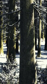 Sunlit winter trunks casting long shadows. Aligned conifer rows create rhythmic vertical perspective over snowcovered ground, crisp contrast between bright