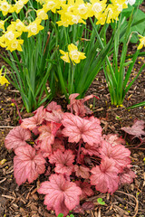 Coral bells (Heuchera) are low-maintenance, colorful foliage perennials known for their colorful ruffled leaves.
