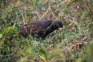 Great black hawk, in Pantanal Forest environment, Brazil. (Buteogallus urubitinga)