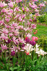 Romantic pink flowering magnoilia in the springtime garden.