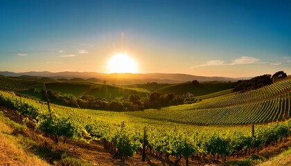 Vineyard Panorama At Sunrise Rolling Hills Of Grapevines Stretching To Horizon Golden Sun Sets On Lush Green Vineyards