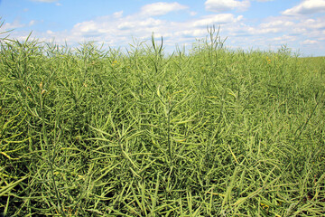On the plant are pods winter crops of rapeseed