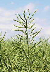 On the plant are pods winter crops of rapeseed